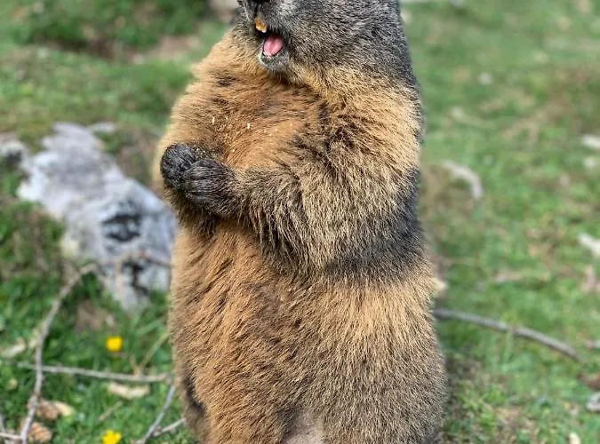 Apartmán Wilma Schladming