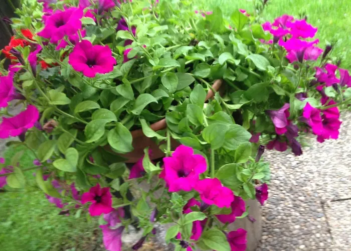 公寓 威尔玛公寓式酒店